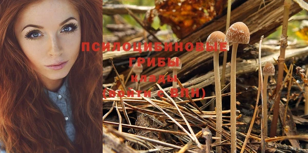 PSILOCYBIN Майский